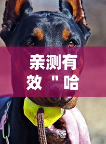 亲测有效 ＂哈狗麻将开挂”真的有挂