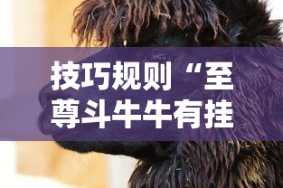 技巧规则“至尊斗牛牛有挂吗”开挂安装教程